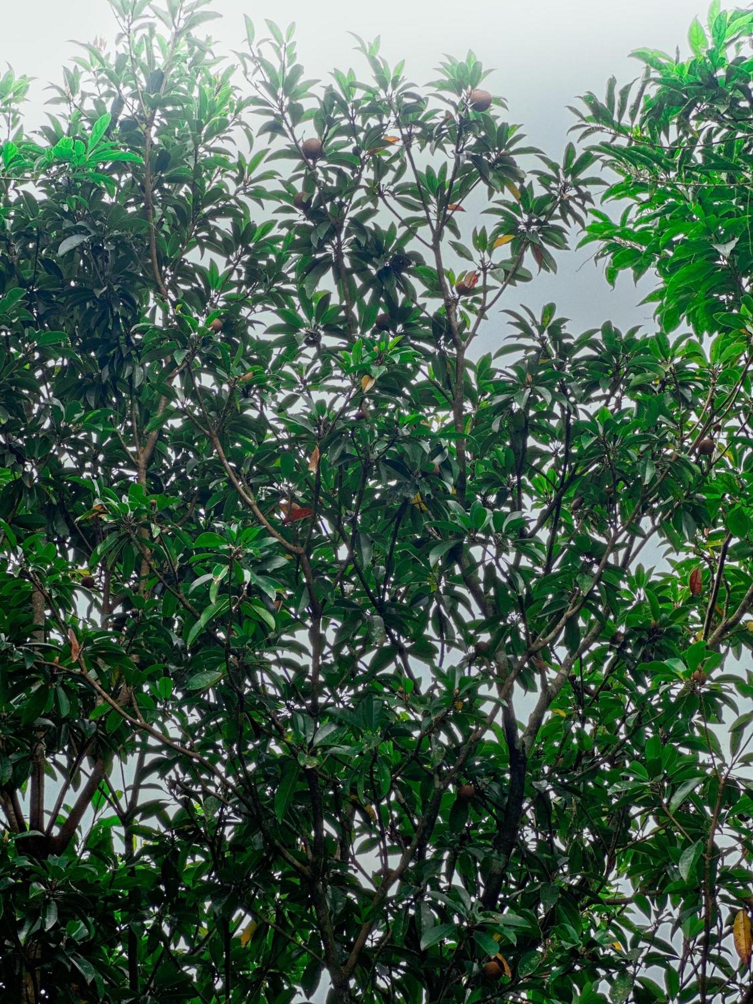 Janiro Tea Trees Villas 维特利 外观 照片