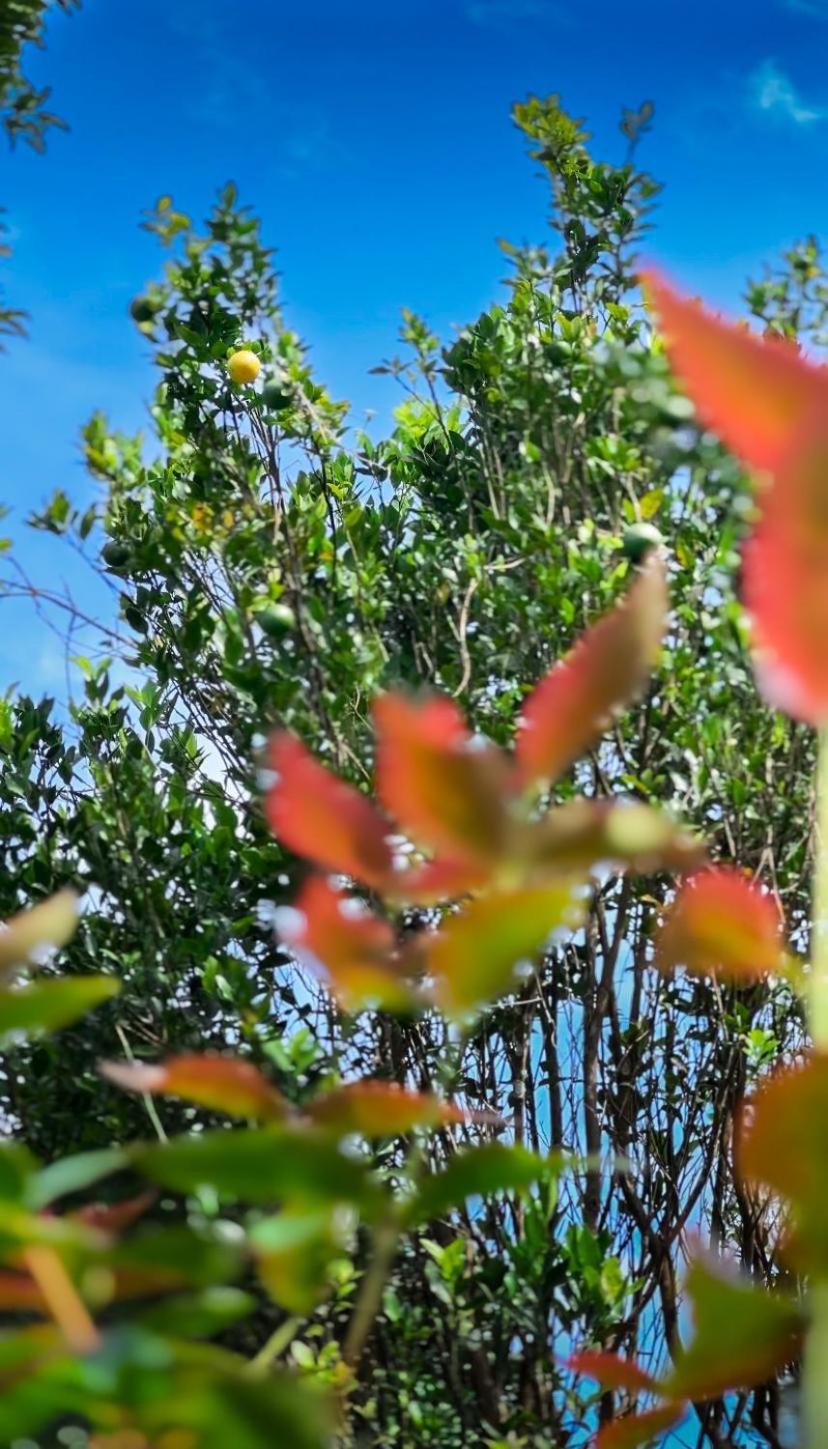 Janiro Tea Trees Villas 维特利 外观 照片