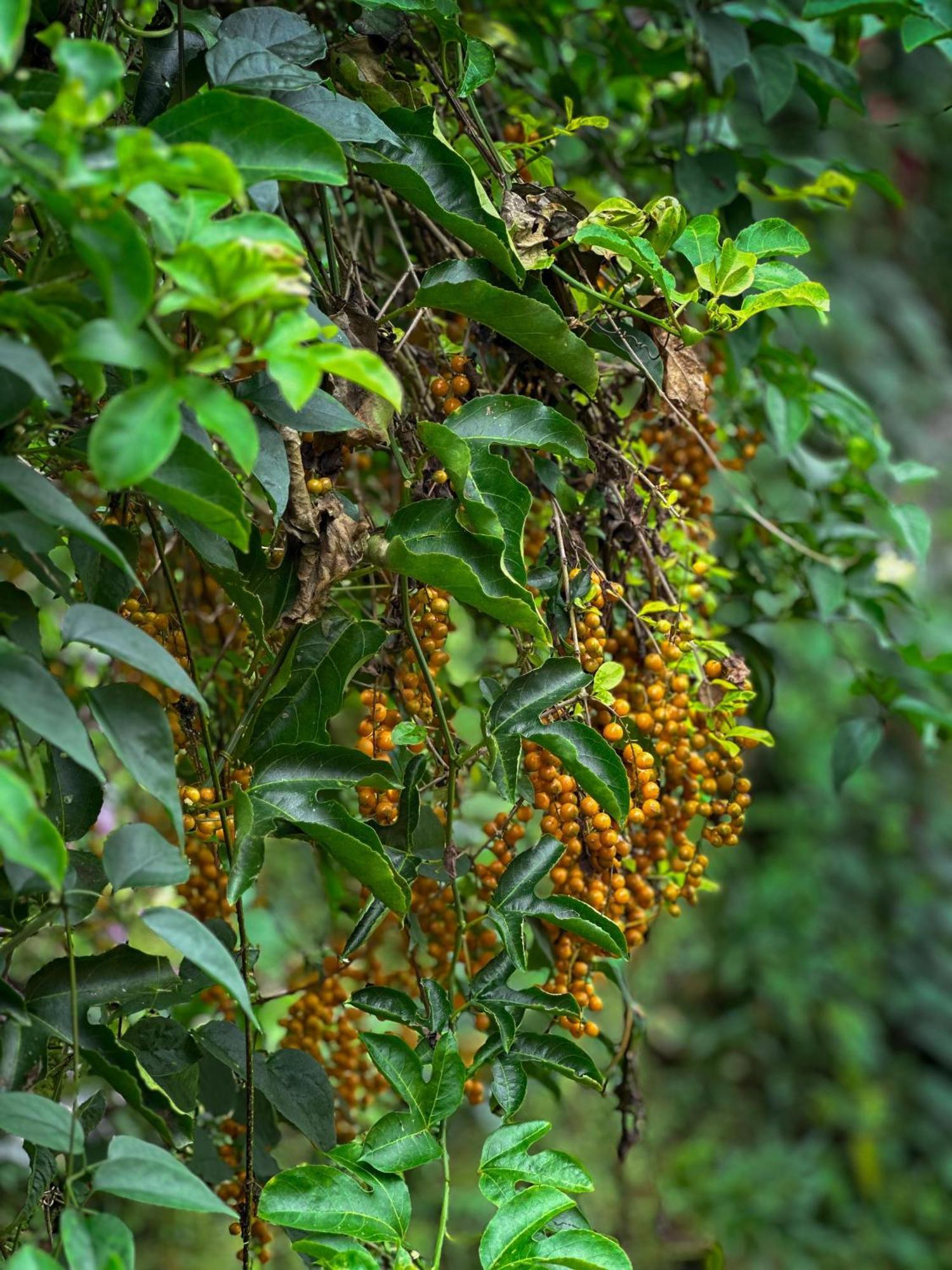 Janiro Tea Trees Villas 维特利 外观 照片