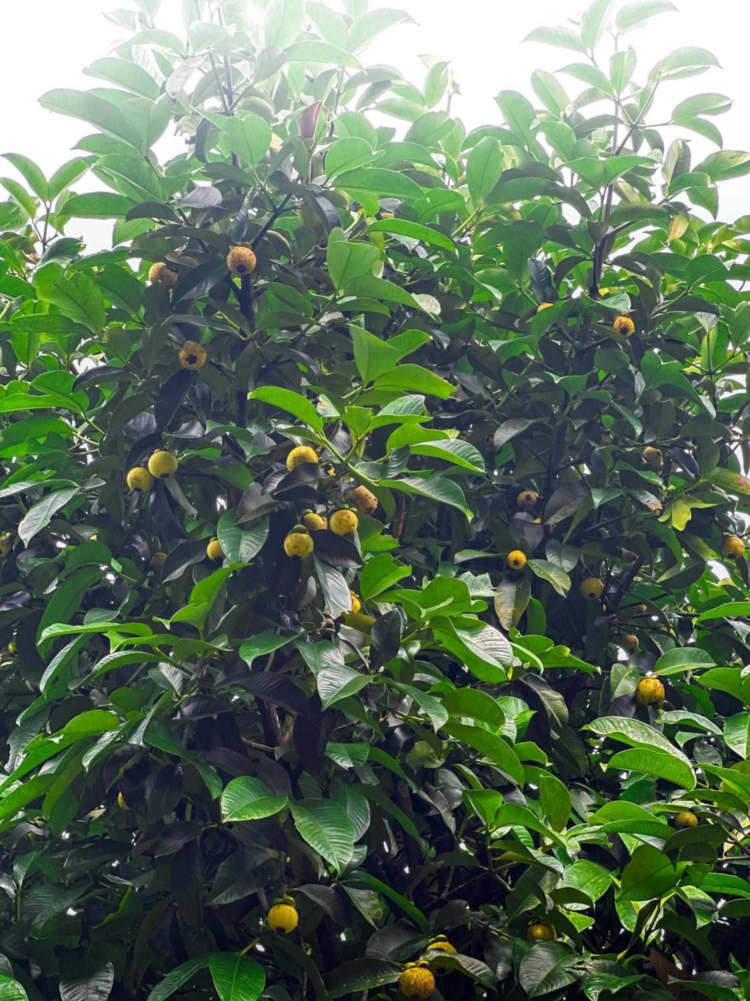 Janiro Tea Trees Villas 维特利 外观 照片